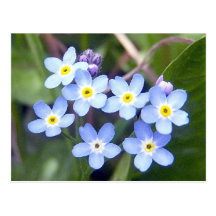 Carte postale des myosotis des marais 2