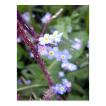 Carte postale des myosotis des marais 3