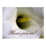 Carte postale d'invitation de zantedeschia