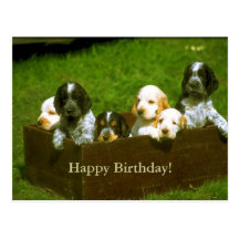 Carte postale douce de chiots