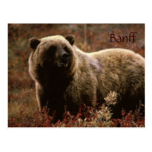Carte postale d'ours gris de Banff