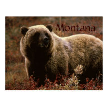 Carte postale d'ours gris du Montana