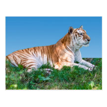 Carte postale étendue de tigre
