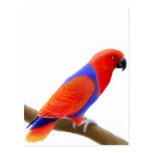 Carte postale femelle de perroquet d'Eclectus