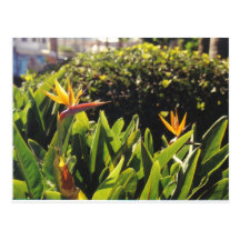 Carte postale : Fleurs de la Californie