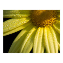 Carte postale jaune de marguerite des prés
