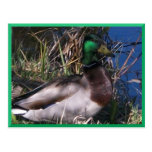 Carte postale masculine #2 de canard de Mallard