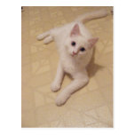 Carte postale mignonne de Kitty d'expression