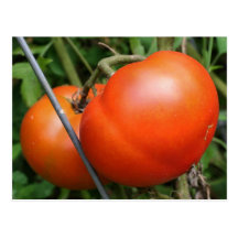 Carte postale mûre rouge de photo de nature de tom