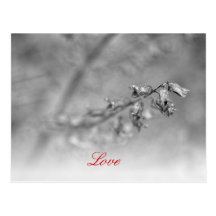 Carte postale noire et blanche de fleur