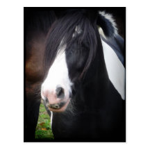 Carte postale noire et blanche de portrait de chev