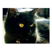 Carte postale pelucheuse de chat