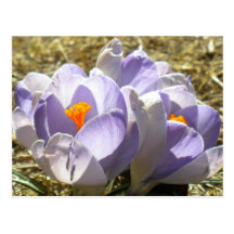 Carte postale pourpre de crocus