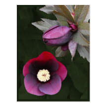 Carte postale pourpre de roses Lenten