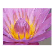 Carte postale rose de nénuphar