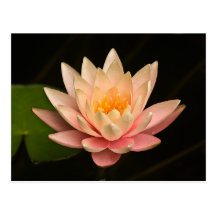 Carte postale rose de nénuphar