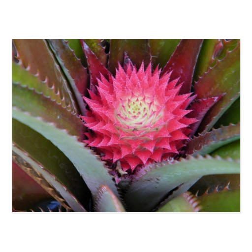 Carte postale rouge d'ananas de bébé