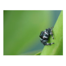 Carte postale sautante d'araignée