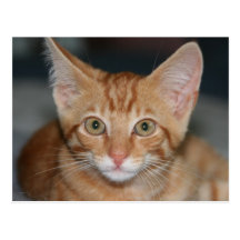 Carte postale tigrée orange de chaton