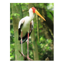 Carte postale tropicale d'oiseau