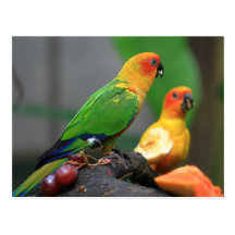 Carte postale tropicale d'oiseau
