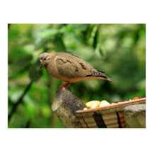 Carte postale tropicale d'oiseau