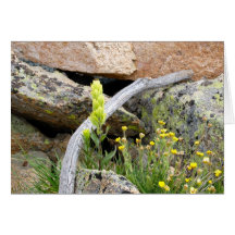 carte pour notes de nature