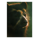 Carte pour notes PB2 de Bubu