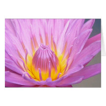 Carte pour notes rose de nénuphar