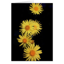 Carte pour notes vide de fleur sauvage