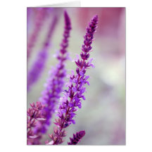 Carte ~ Purple Elevation ~