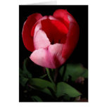 Carte rose de tulipe
