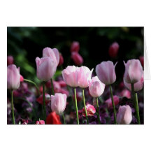 CARTE ROSE DE TULIPES