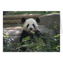 Carte vierge d'ours panda