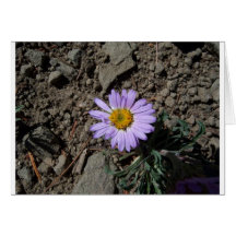 Cartes de note de fleur sauvage du Montana