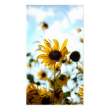 Cartes de tournesol modèle de carte de visite