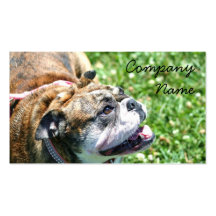Cartes de visite anglais de bouledogue modèles de cartes de visite