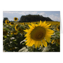 Cartes ensoleillées de tournesols