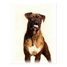 Cartes postales de chien de boxeur
