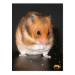 Cartes postales de hamster