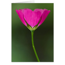 Cartes pour notes de fleur sauvage de Winecup