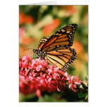 Cartes pour notes de papillon de monarque