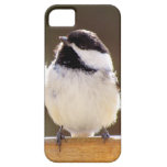 Cas pelucheux de l'iPhone 5 de chickadee Coque iPhone 5