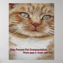 Castreer/Onzijdig Poster