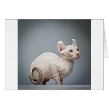 CAT CHAUVE CARTES DE VŒUX