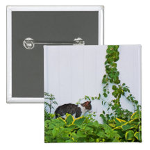 Cat in front of a white fence button