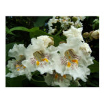 Catalpa fleurit carte postale de ~