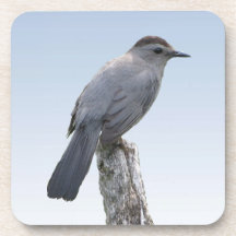 Catbird Sous-bocks