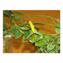 Caterpillar Photographes