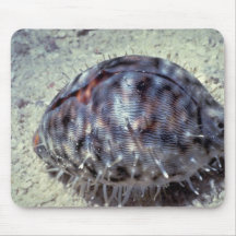 Cauri de tigre (Cypraea le Tigre) Shell Tapis De Souris